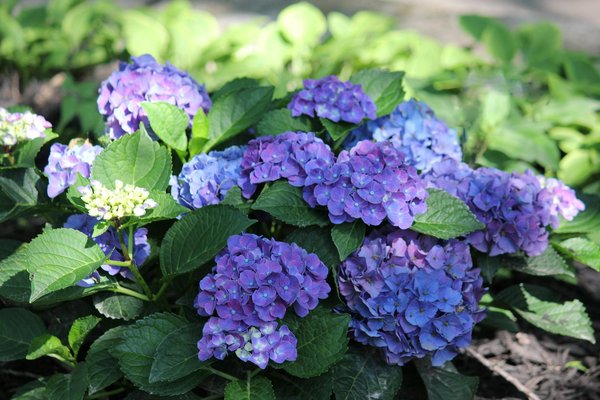 Crafting and Upholding Scenic Pathways for Expansive Rural Gardens in the UK